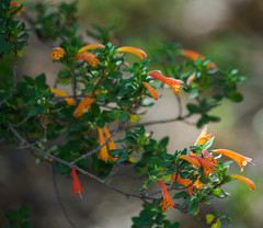 Clinopodium tomentosum
