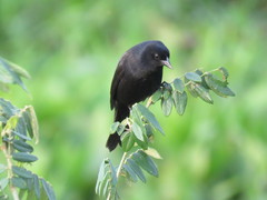 Lampropsar tanagrinus