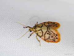 Miltochrista irregularis