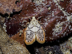 Miltochrista irregularis