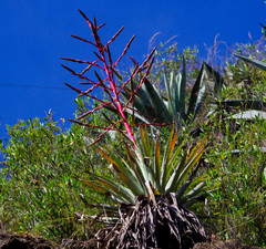Tillandsia secunda