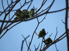 Eupsittula pertinax