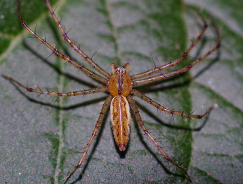 Peucetia rubrolineata