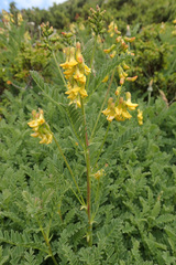 Astragalus penduliflorus