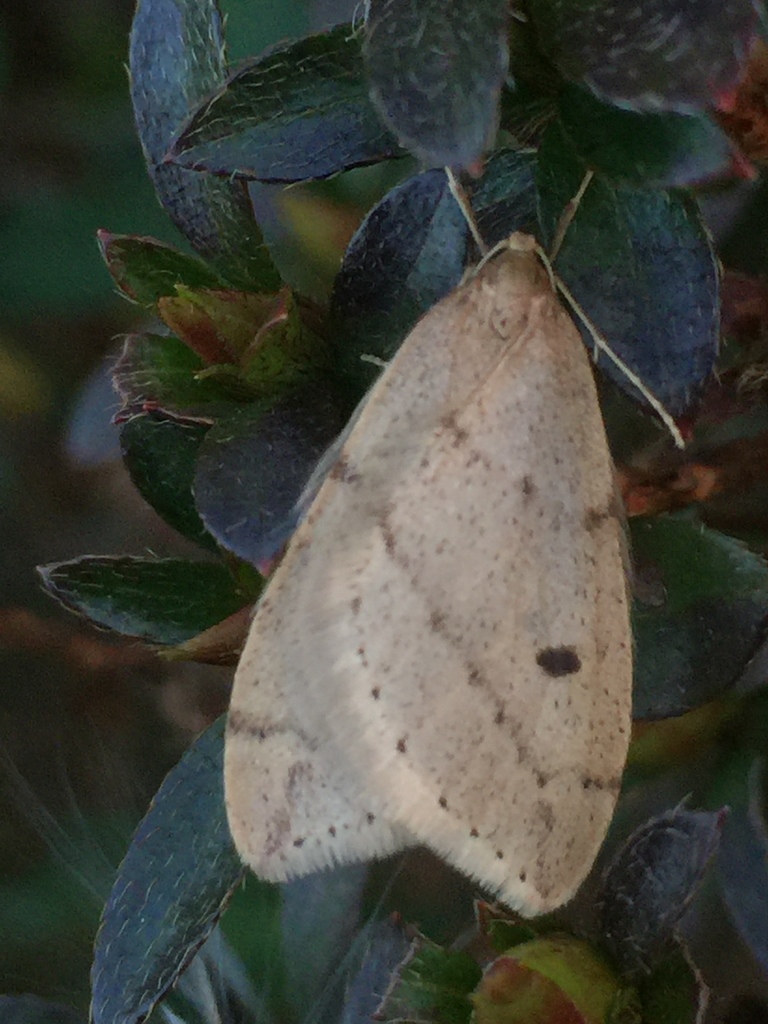 Inurois membranaria