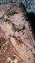 Othelosoma joburgi