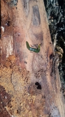 Othelosoma joburgi