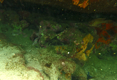 Vincentia conspersa