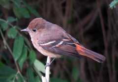 Knipolegus hudsoni
