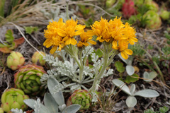Jacobaea incana