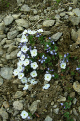 Veronica telephiifolia