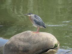 Butorides striata
