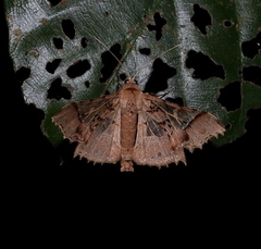 Krananda semihyalina