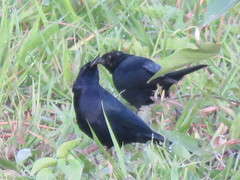 Lampropsar tanagrinus