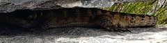 Pseudocordylus microlepidotus