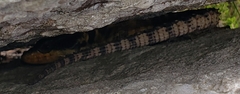 Pseudocordylus microlepidotus