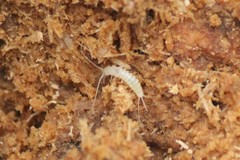 Nicoletiidae
