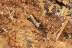 Nicoletiidae