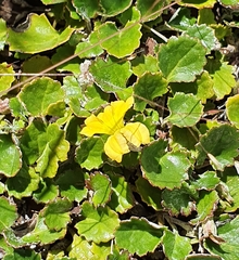 Goodenia hederacea alpestris