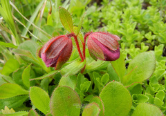 Rhododendron camtschaticum