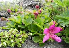 Rhododendron camtschaticum