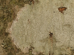Pertusaria pustulata