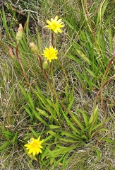 Microseris lanceolata