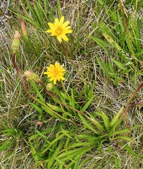 Microseris lanceolata