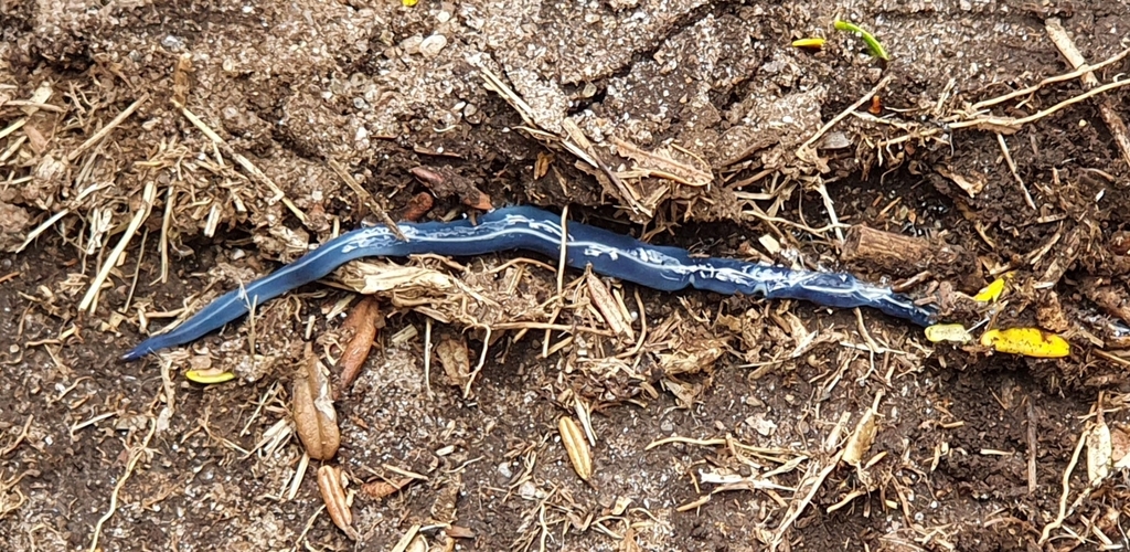 Blue Garden Flatworm from Nelse VIC 3699, Australia on February 7, 2021 ...