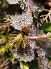 Lobelia perpusilla