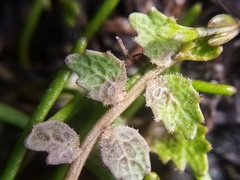 Lobelia perpusilla