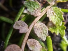 Lobelia perpusilla