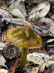 Hygrocybe