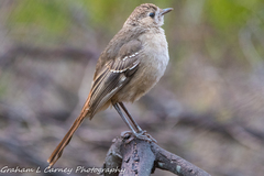 Drymodes brunneopygia