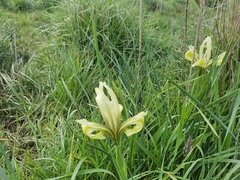 Iris grant-duffii