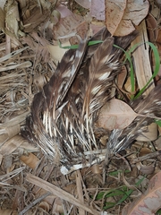 Ninox novaeseelandiae