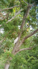 Cacatua sulphurea