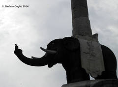 Columba livia domestica
