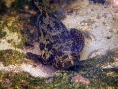 Epinephelus itajara