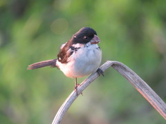 Sporophila leucoptera
