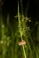 Hyperolius quinquevittatus