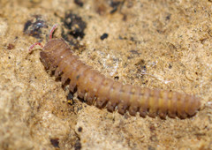 Cyrtodesmidae