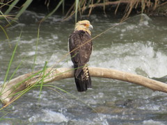 Daptrius chimachima