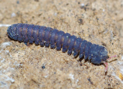 Cyrtodesmidae