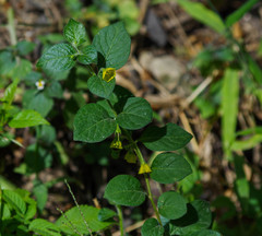 Capsicum rhomboideum