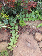 Ipomoea oblongata