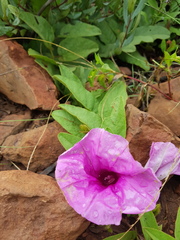 Ipomoea oblongata