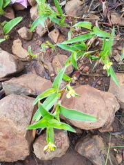 Commelina africana krebsiana