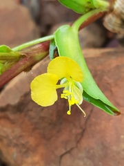 Commelina africana krebsiana