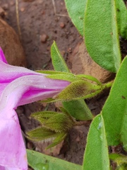 Ipomoea oblongata